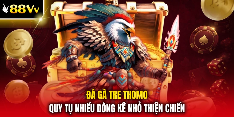 Đá gà tre thomo quy tụ nhiều dòng kê nhỏ thiện chiến